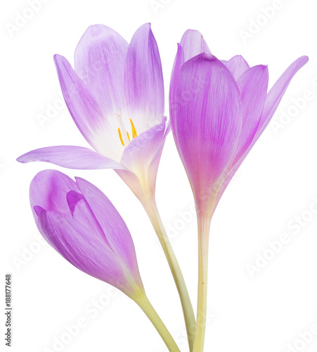 light lilac crocus three flower isolated on white