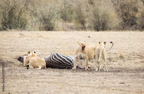 Three lionesses with zebra kill