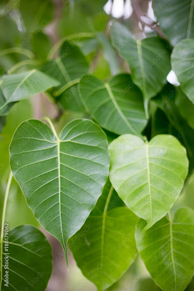 Leaves of Bodhi is an impontant for Bhudda Leaves of Bodhi is an impontant for Bhudda