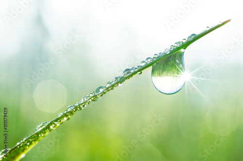 Large drop of water sparkles in sunshine on a leaf of grass close-up macro. Grass in  morning dew in the spring summer on a green background in nature.