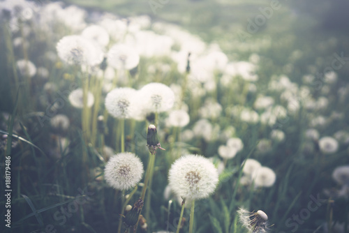 Fototapeta Naklejka Na Ścianę i Meble -  A lot of fluffy beautiful dandelions on a meadow in a field on nature in spring in cool colors, retro vintage colors. Dandelions close-up in dark green pastel color.