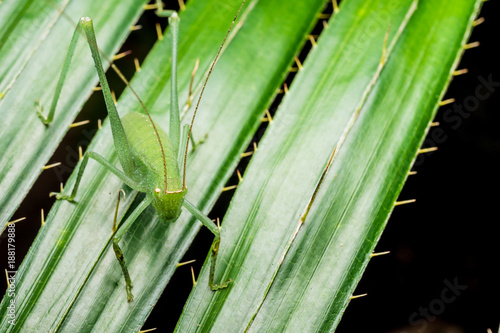 Close up of Grasshopper on green leaves. © ronnarong