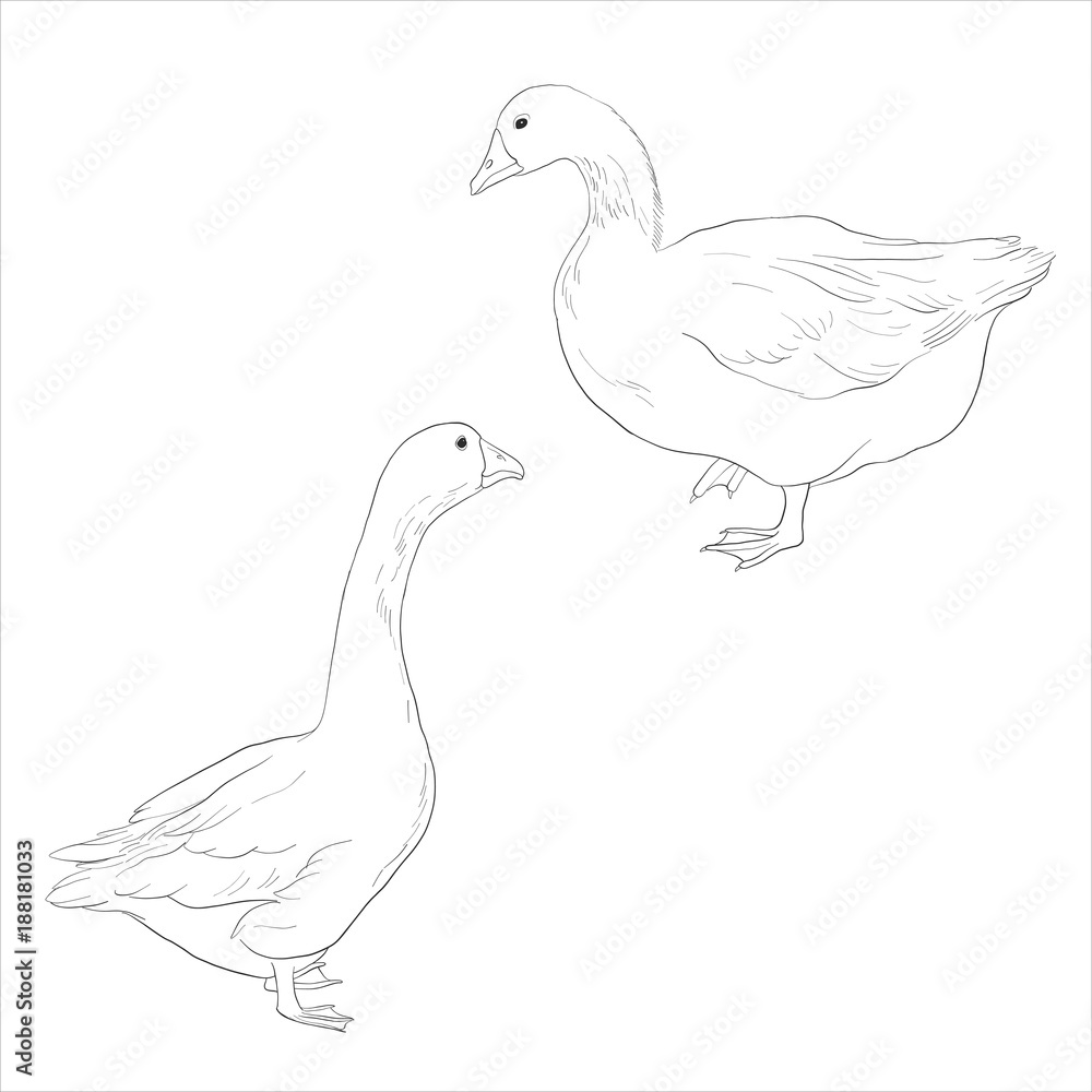 vector sketch of geese vector sketch of geese