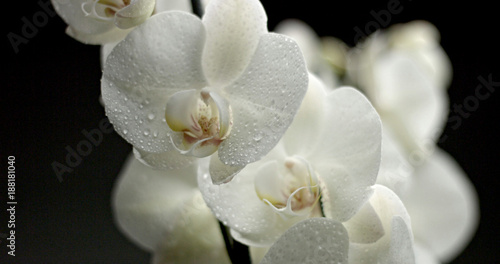 white orchid on black background. Closeup with drops of water