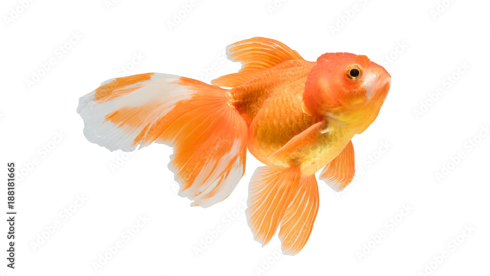 goldfish isolated on white background. File contains a clipping path. goldfish isolated on white background. File contains a clipping path.