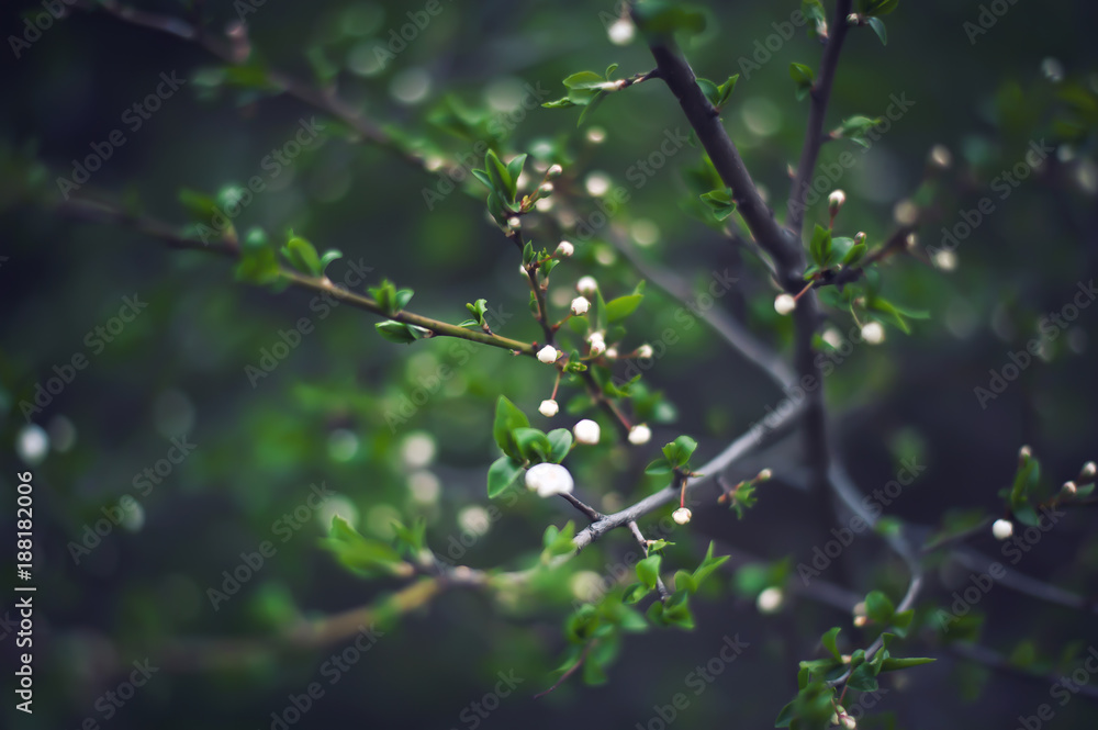 Buds of tree flowers on a green spring background Buds of tree flowers on a green spring background