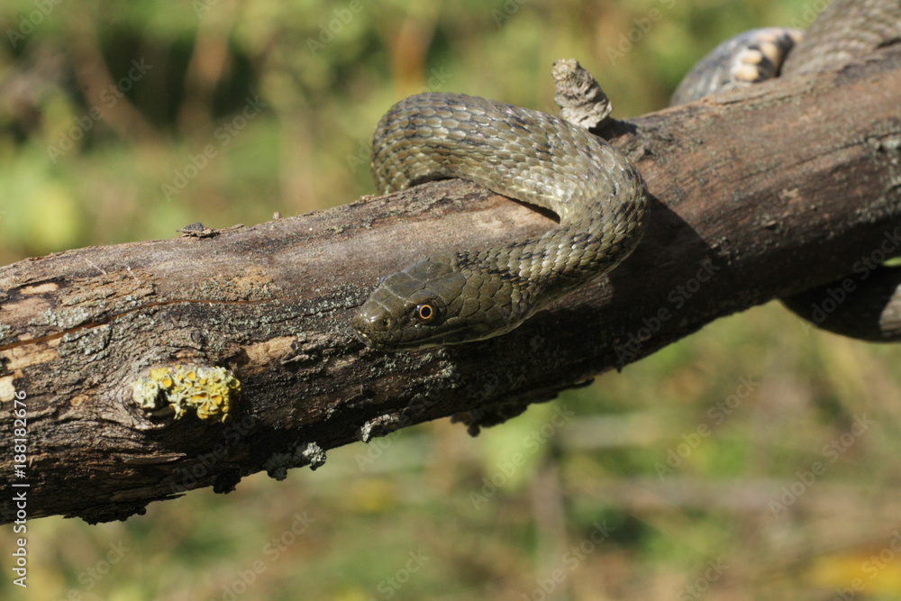 Fototapeta premium Natrix tessellata.The dice snake is a European nonvenomous snake belonging to the family Colubridae, subfamily Natricinae.