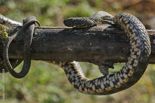 Natrix tessellata.The dice snake is a European nonvenomous snake belonging to the family Colubridae, subfamily Natricinae.