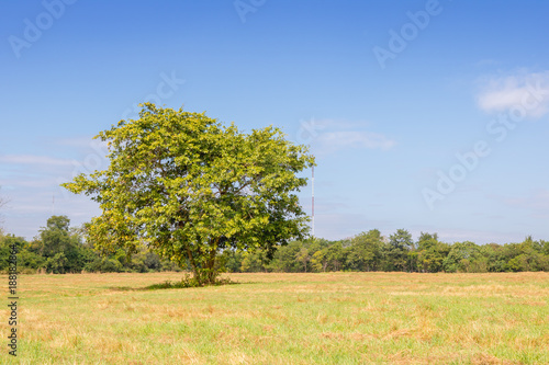 The green tree is in the middle of a green lawn with a sky and nature background.