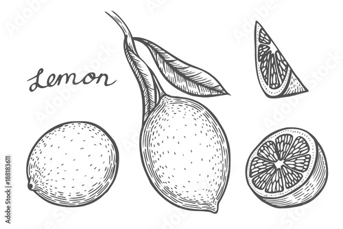 Lemon set vector