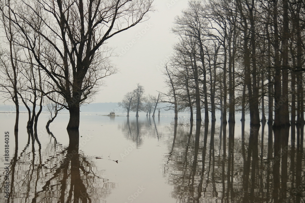 Flood in forest with trees reflection in water Flood in forest with trees reflection in water