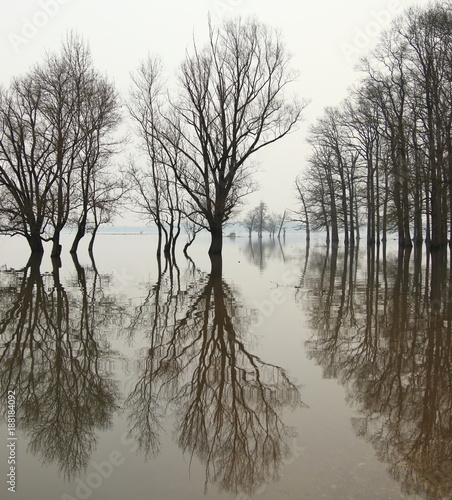 Flood in forest with trees reflection in water