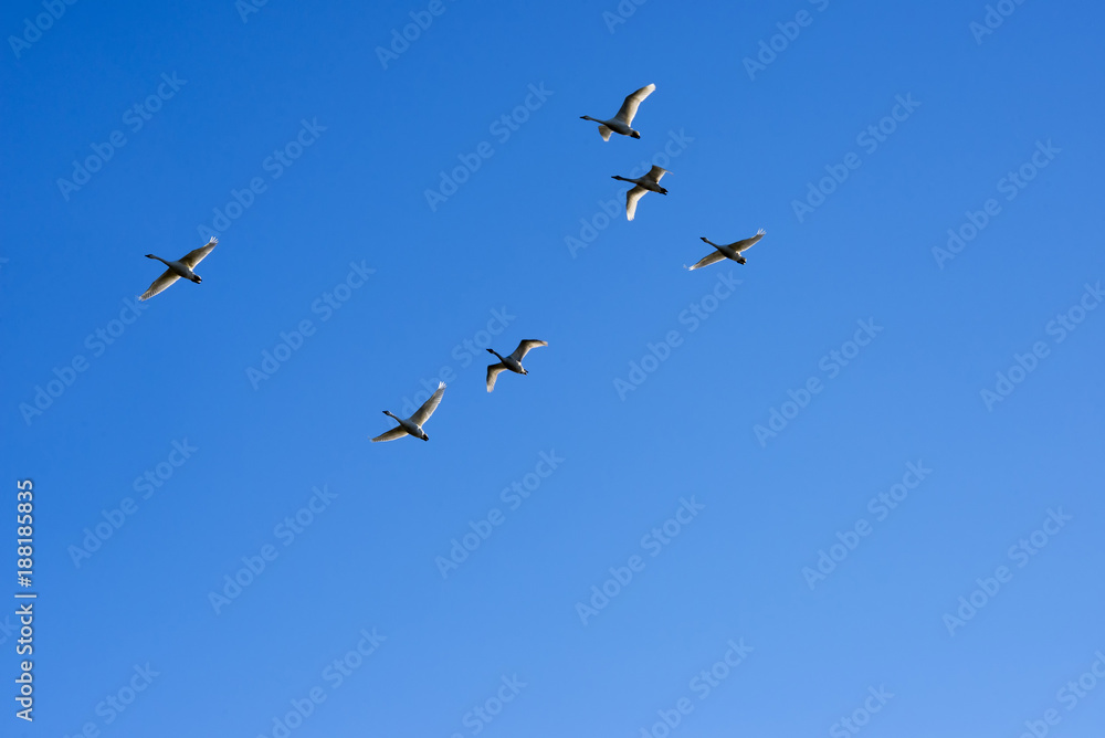 Swans flying in a clear blue sky