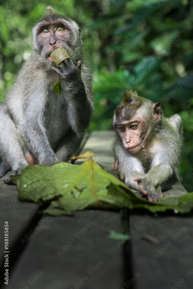 Fototapeta premium Zwei Affen beim naschen