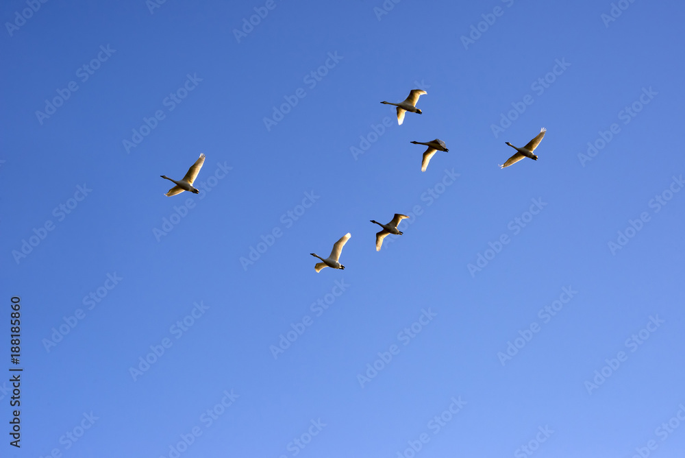 Swans flying in a clear blue sky
