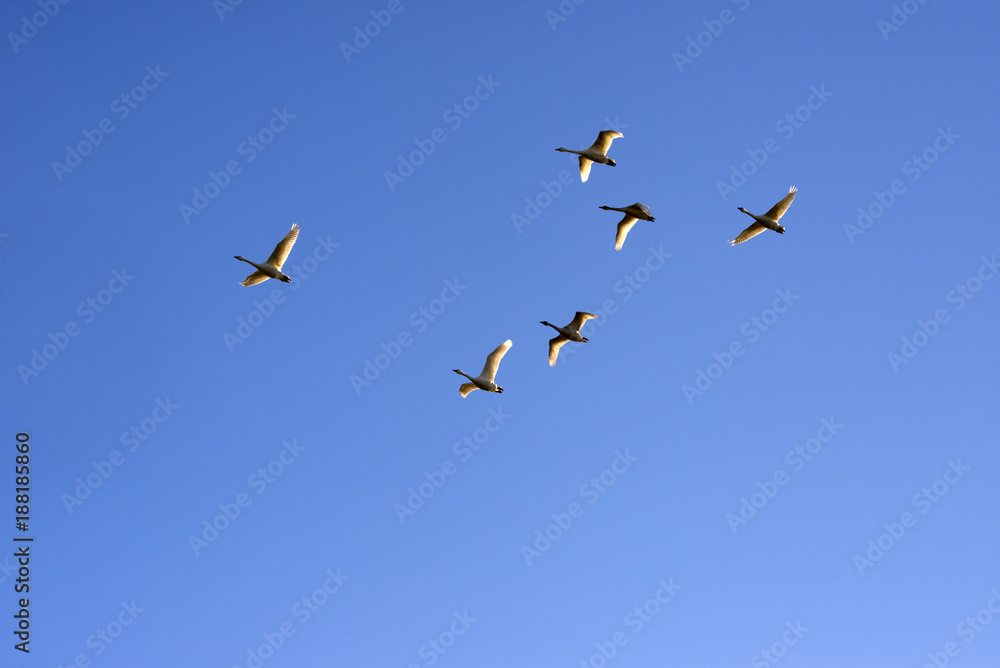 Swans flying in a clear blue sky Swans flying in a clear blue sky