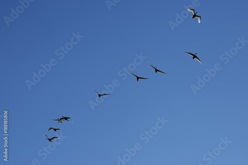 Swans flying in a clear blue sky © mema