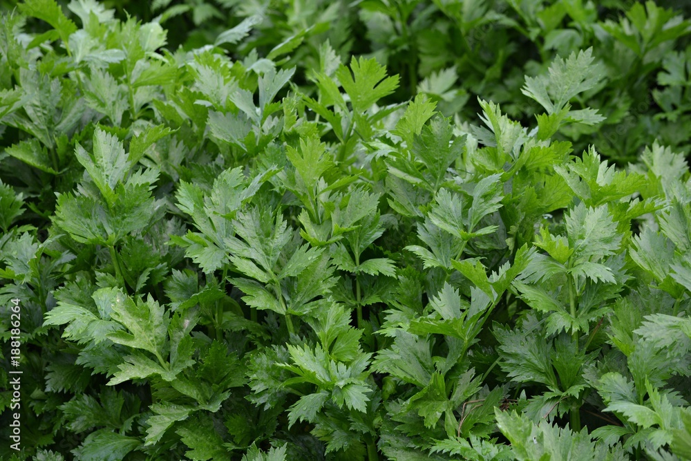 Planta de apio Planta de apio