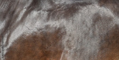 Foto Close up on the side of a bay horse with brillant fur