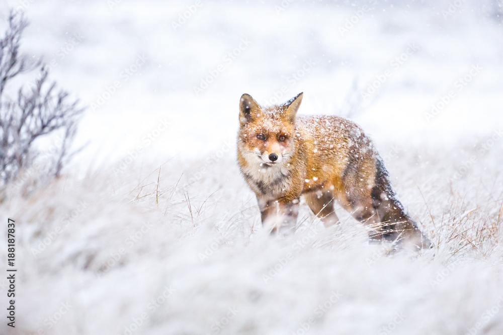 Fototapeta premium red fox in the snow