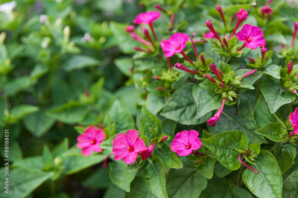 Mirabilis jalapa or The Four o’ Clock Flower with water drops after rain in the night Mirabilis jalapa or The Four o’ Clock Flower with water drops after rain in the night