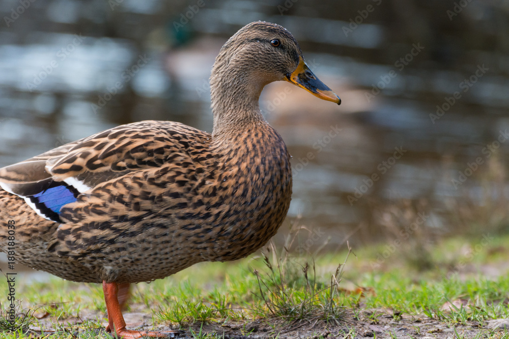 A female duck profile portrait A female duck profile portrait