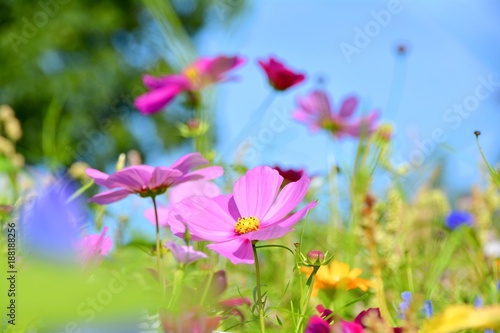 bunte Blumenwiese - Wildblumen