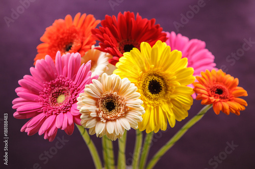 vivid and bright gerberas of different colors