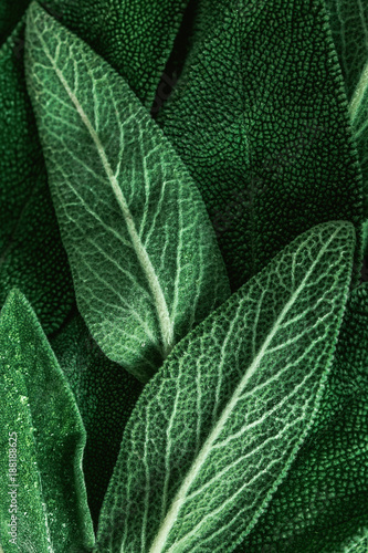 Macro photography of fresh sage. Concept of organic food.