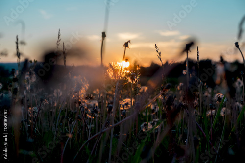 Fototapeta Naklejka Na Ścianę i Meble -  The Urals landscape. Russia landscape. Rare beautiful flowers.Dandelions