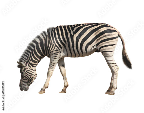 Zebra. Isolated on white background