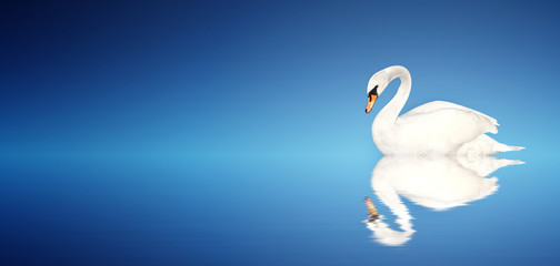 Acrylglasbilder Schwan Höckerschwan vor blauem Hintergrund  © frenta