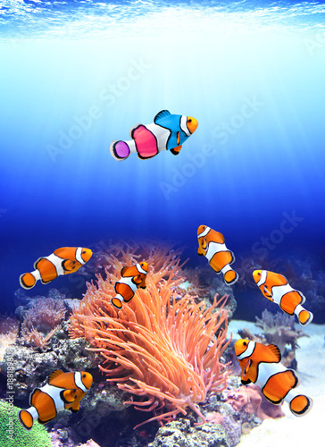 Fototapeta Naklejka Na Ścianę i Meble -  Flock of standard clownfish and one colorful fish