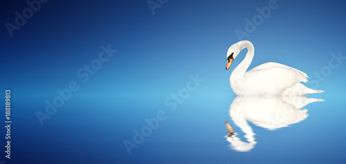 Fototapeta Naklejka Na Ścianę i Meble -  Mute swan on blue background