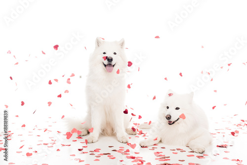 Photography two samoyed dogs under falling heart shaped confetti on white, valentines day co