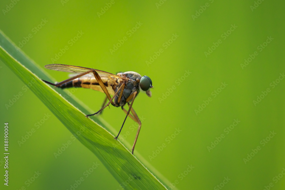 Side view macro close-up of a yellow Marsh Snipefly, Rhagio tringarius, Side view macro close-up of a yellow Marsh Snipefly, Rhagio tringarius,