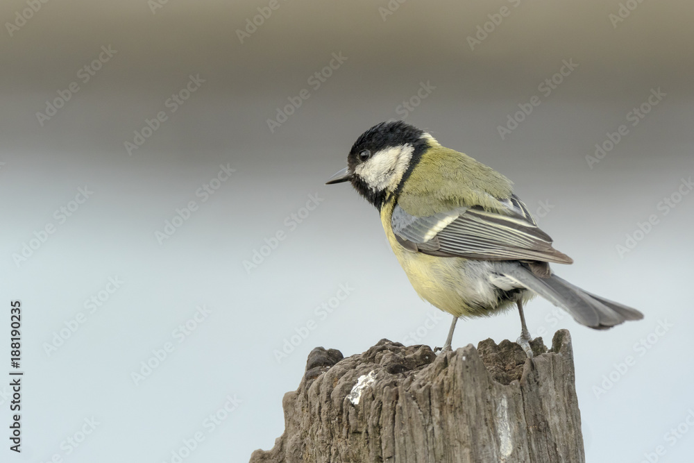 Great tit bird, Parus Major, perched on wood Great tit bird, Parus Major, perched on wood