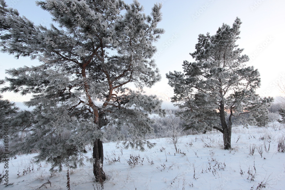 winter landscape with pine trees covered with frost winter landscape with pine trees covered with frost