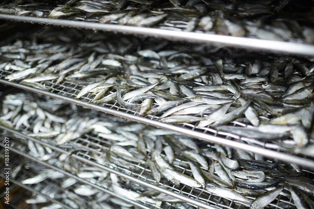 Fresh frozen anchovy on shelves of huge industrial refrigerator Fresh frozen anchovy on shelves of huge industrial refrigerator