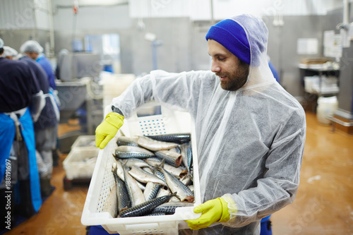 Staff of seafood produstion in coveralls looking at fresh mackerel in plastic box