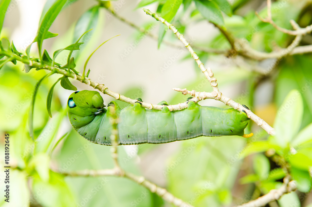 Green butterfly worm on tree. Stock Photo Adobe Stock