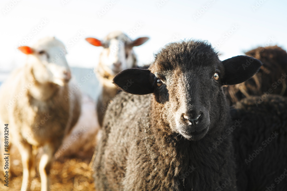 Fototapeta premium horizontal shot of black sheep looking at the camera.