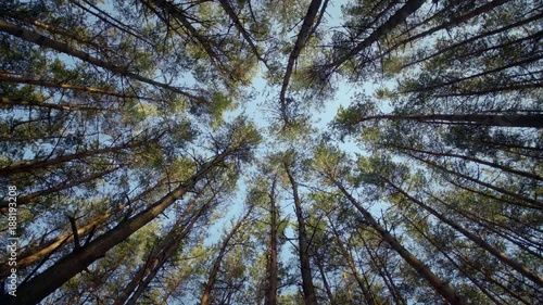 Pine forest background in wind with blue sky.
Wide panoramic shot from the ground, camera pointed up and rotating