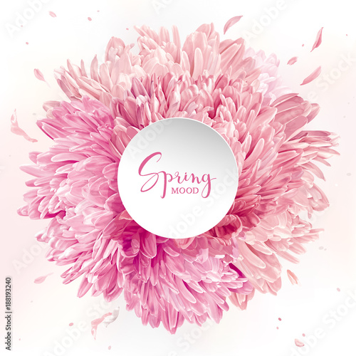 Pink, red and white Chrysanthemums card