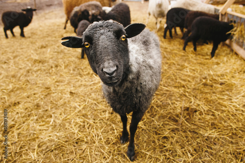 the black sheep looking in the frame. portrait of adult lamb amid the straw. even-toed ungulate mammal.