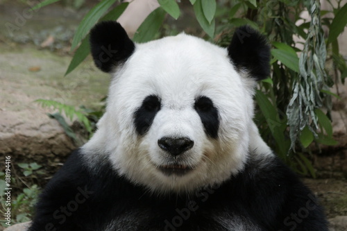 Fototapeta Naklejka Na Ścianę i Meble -  Sweet Giant Panda in Thailand