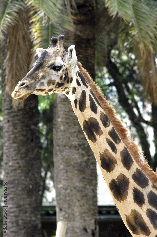 Girafa Girafa