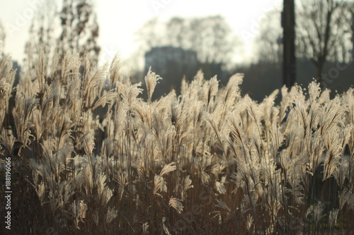 Plant at sunset