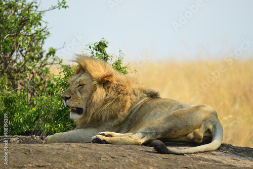 The lion on a rock, Kenya