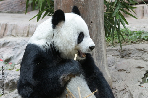 Fototapeta Naklejka Na Ścianę i Meble -  Sweet Giant Panda in Thailand